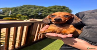 Dachshund dogs in Cullompton - Advert 3