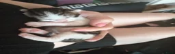 Mixed Breed cats for sale: Kittens for sale  in Birmingham - Advert 10