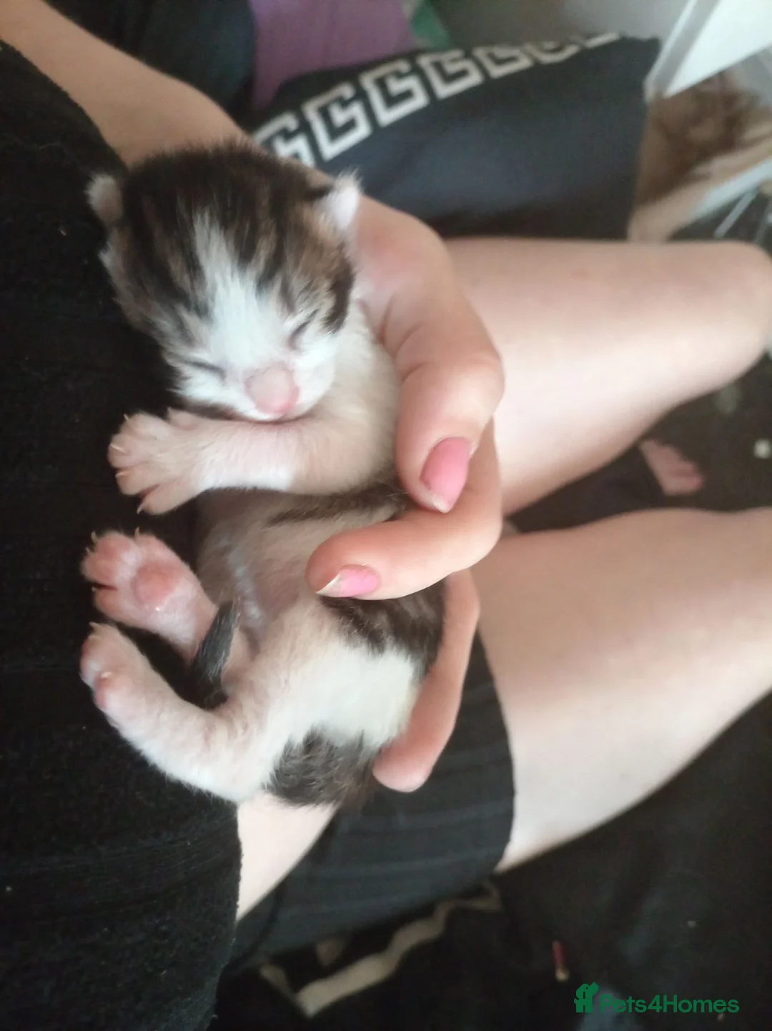 Mixed Breed cats for sale: Kittens for sale  in Birmingham - Advert 10