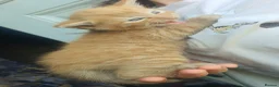 Mixed Breed cats for sale: One ginger boy left - Advert 3