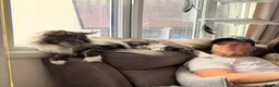Maine Coon cats for sale: Maine coon kittens Tica registered parents  - Advert 13