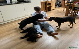 Mixed Breed dogs for adoption: Gypsy a hidden gem is looking for her forever home - Image 11