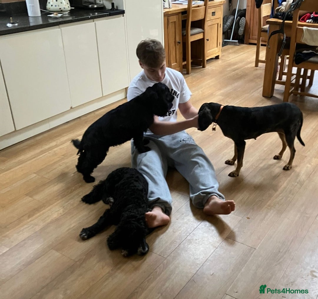 Mixed Breed dogs for adoption: Gypsy a hidden gem is looking for her forever home - Image 11