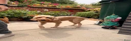 Labradoodle dogs for sale: Ready to leave Miniature Labradoodle puppies - Advert 13