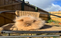 Lionhead rabbits for sale: Pure bred double maned chocolate torte lionhead  - Image 5