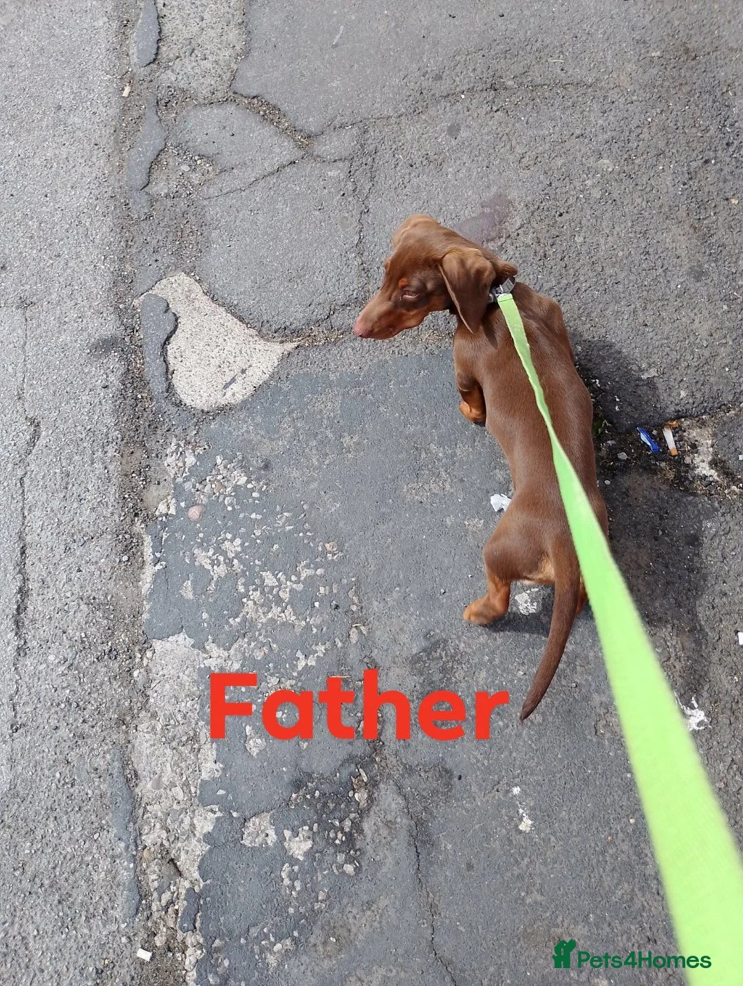 Dachshund dogs for sale: Dachsund puppies in Hull - Advert 12