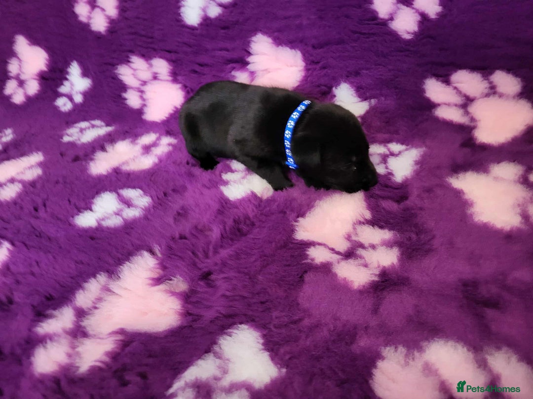 Labrador Retriever dogs for sale: KC registered yellow/black labrador puppies  - Image 10