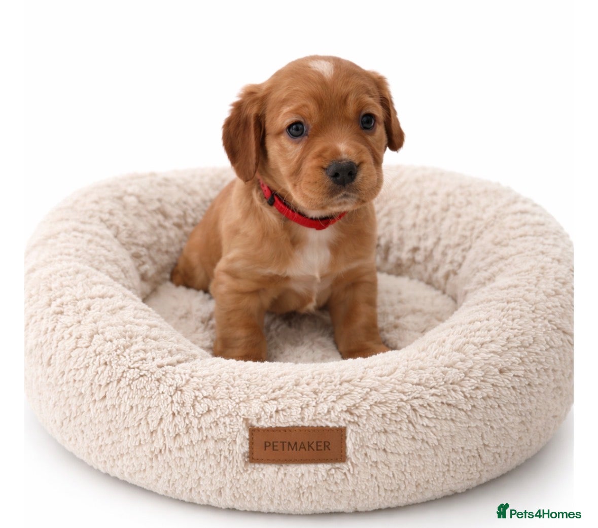 Cocker Spaniel dogs Beautiful KC Reg. Working Cocker Spaniels  - Advert 6