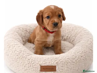 Cocker Spaniel dogs Beautiful KC Reg. Working Cocker Spaniels - Advert 6