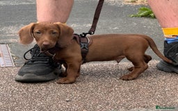 Mixed Breed dogs for sale: 1 Beautiful DoxiPoo girl left!  - Image 7