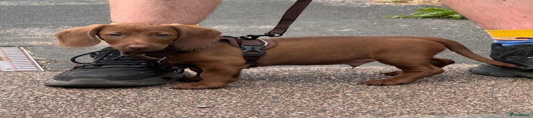 Milo - brown dachshund boy 