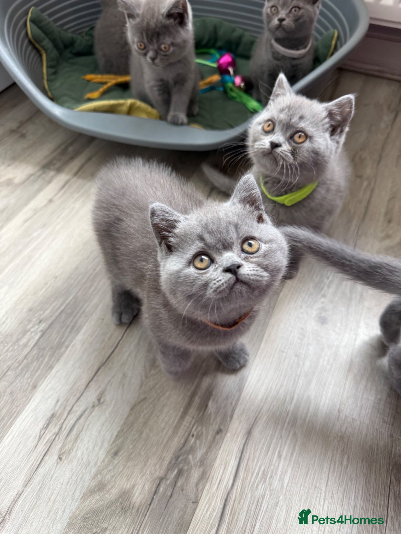 British Shorthair cats Pedigree British Shorthair Kittens ready to go! - Advert 2