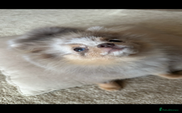 Pomeranian dogs for sale: Lilac Merle Pomeranian Girl 1 yrs  - Image 1
