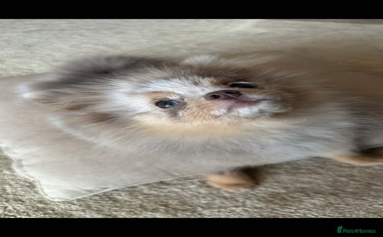 Pomeranian dogs - Advert 8