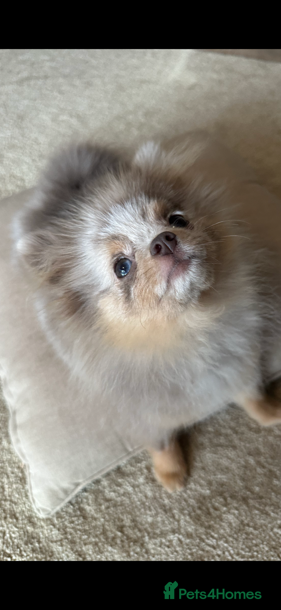 Pomeranian dogs for sale: Lilac Merle Pomeranian Girl 1 yrs  - Image 1