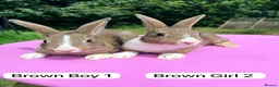 Rex rabbits for sale: Rex X Dutch Bunnies Ready Now  - Advert 4
