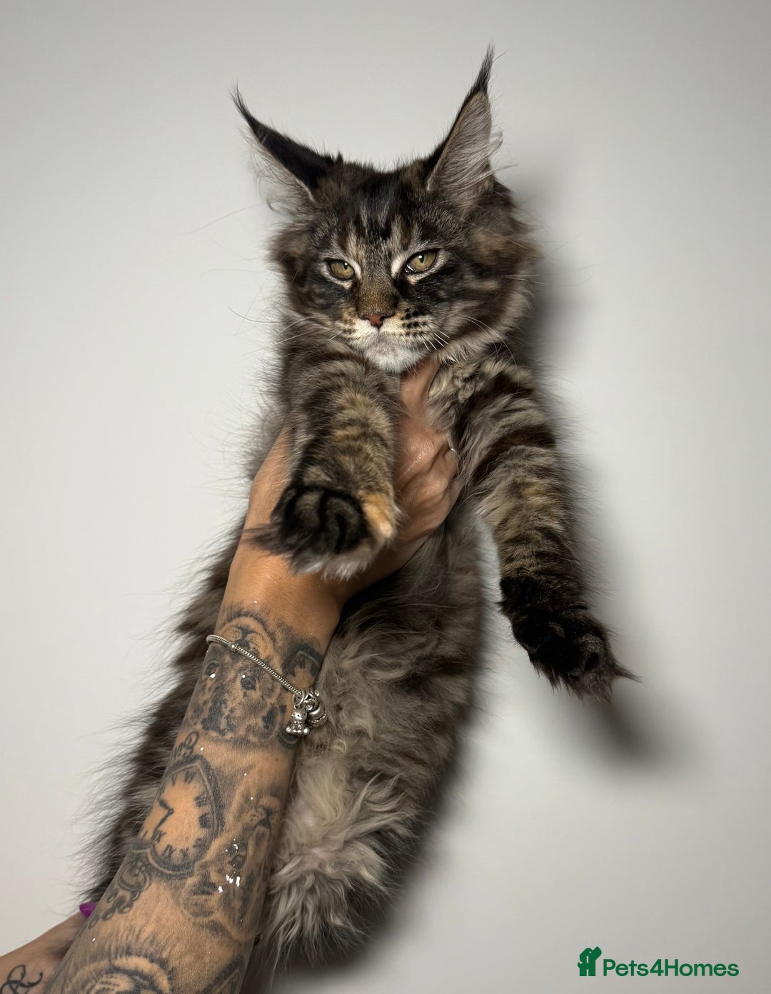 Maine Coon cats for sale: Champion line kittens , ready to go ☺️ - Advert 16