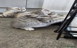 Scottish Fold cats for sale: For sale Scottish fold kitties  - Image 13