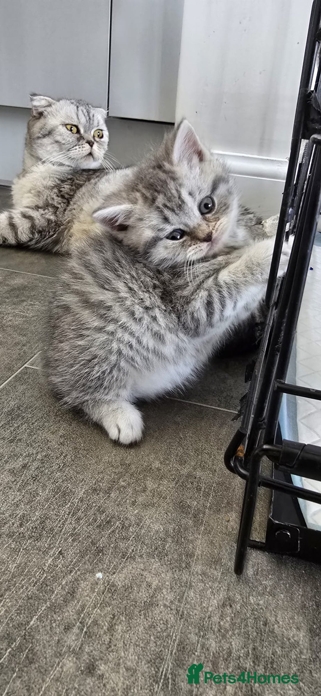 Scottish Fold cats for sale: For sale Scottish fold kitties  - Image 13