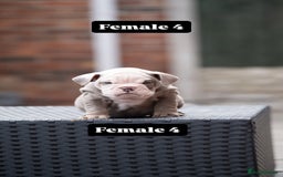 English Bulldog dogs for sale: English bulldog pups for sale  - Image 26