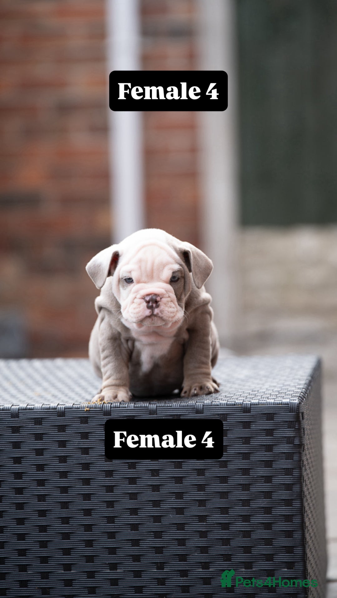 English Bulldog dogs for sale: English bulldog pups for sale  - Image 26