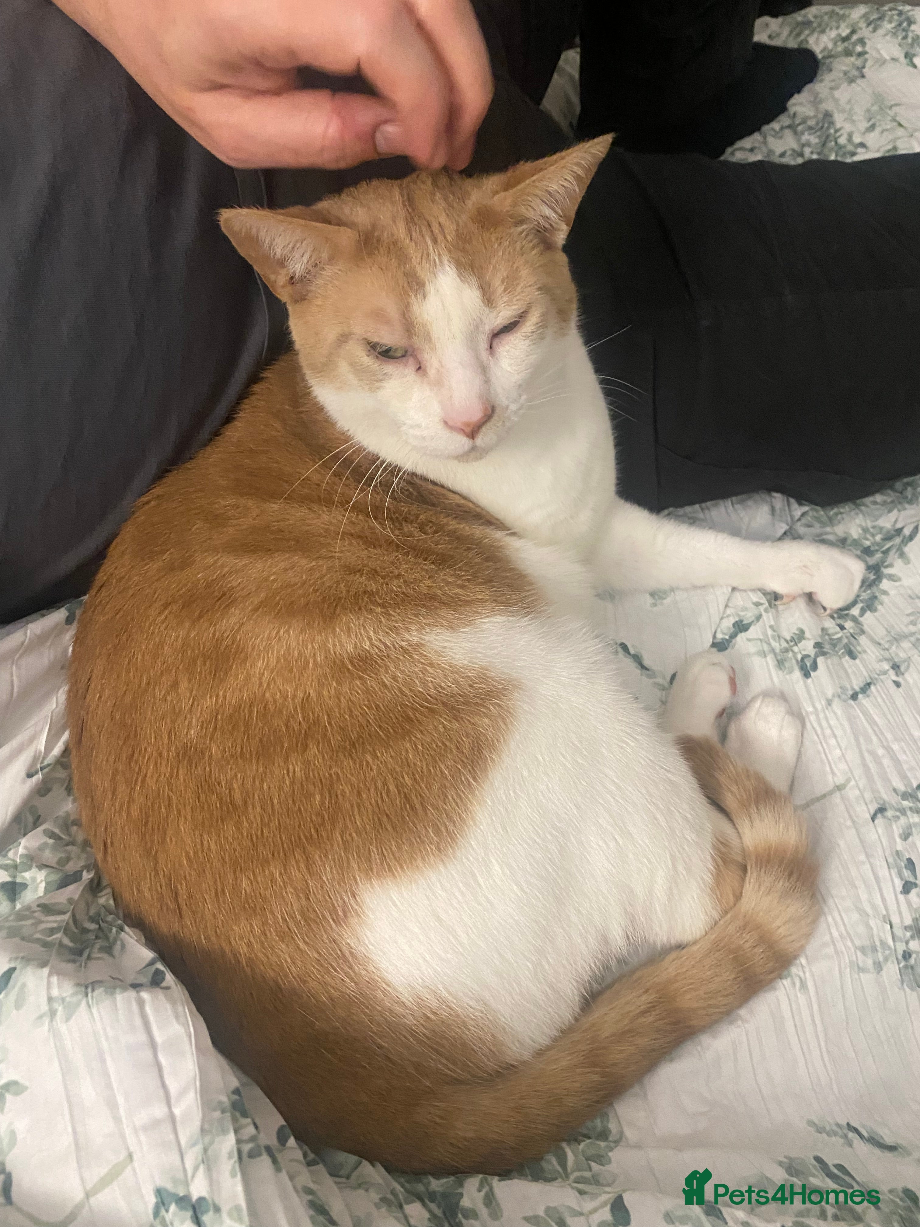 British Shorthair cats 💙Lovely 3 legged Tommy 💙 - Advert 17