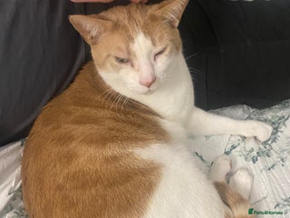 British Shorthair cats 💙Lovely 3 legged Tommy 💙 - Advert 17