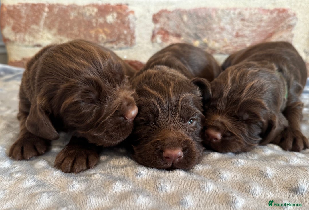 Cocker Spaniel dogs for sale: Kennel club registered males  - Image 4