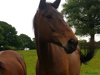 English Thoroughbred horses May is looking for her forever loan home - Advert 2