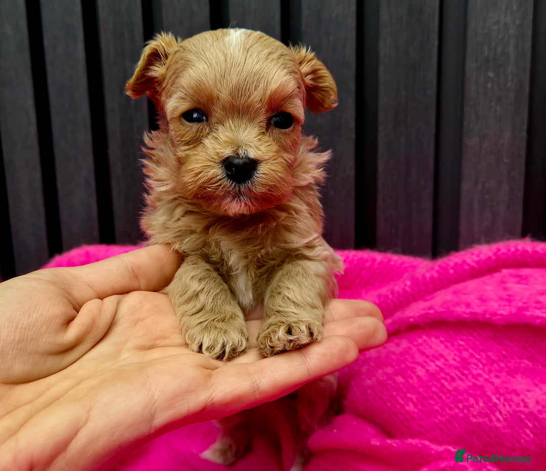 Maltipoo dogs for sale: Tiny Maltipoo Puppies for  sale - Image 10