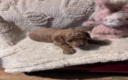 Cockapoo dogs for sale: Toy cockapoo puppies 3 boys 2 girls fox red  - Image 16