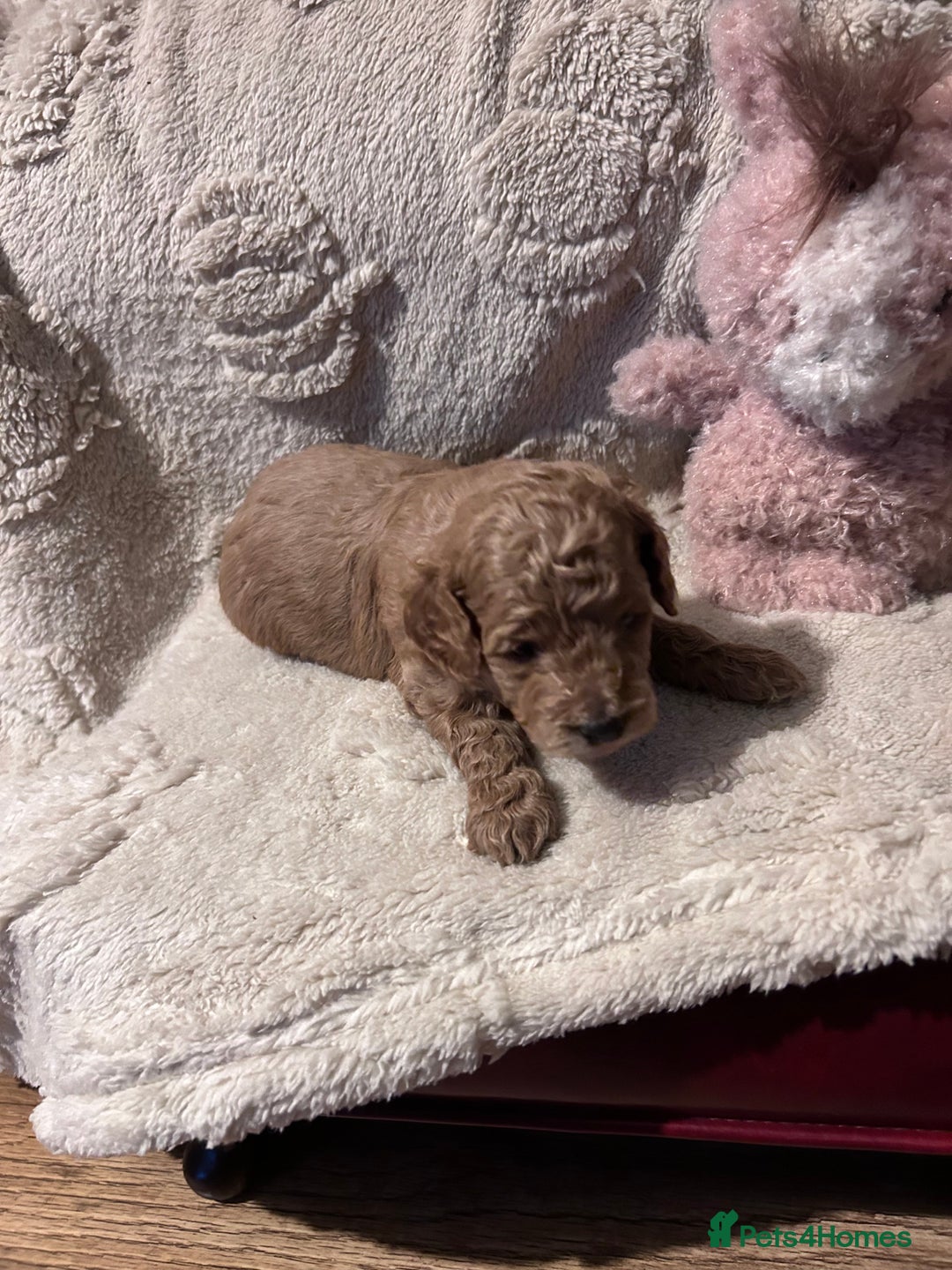 Cockapoo dogs for sale: Toy cockapoo puppies 3 boys 2 girls fox red  - Image 16