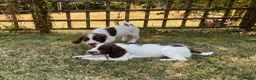 English Springer Spaniel dogs for sale: Kc registered English springer spaniel pups - Advert 6