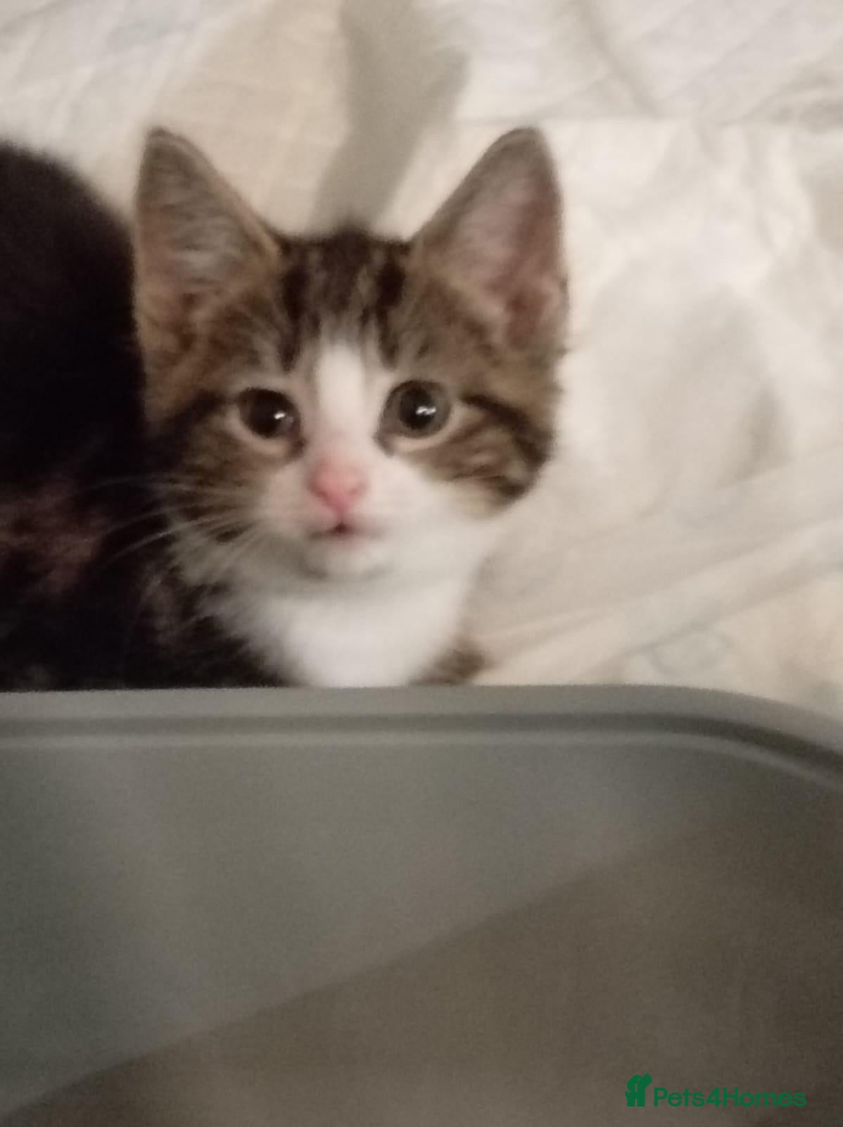 Mixed Breed cats 8 week old tabby kitten - Advert 6
