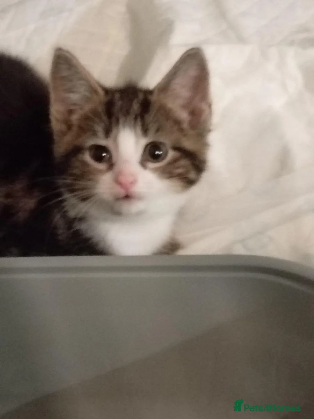 Mixed Breed cats for sale: 8 week old tabby kitten - Advert 1