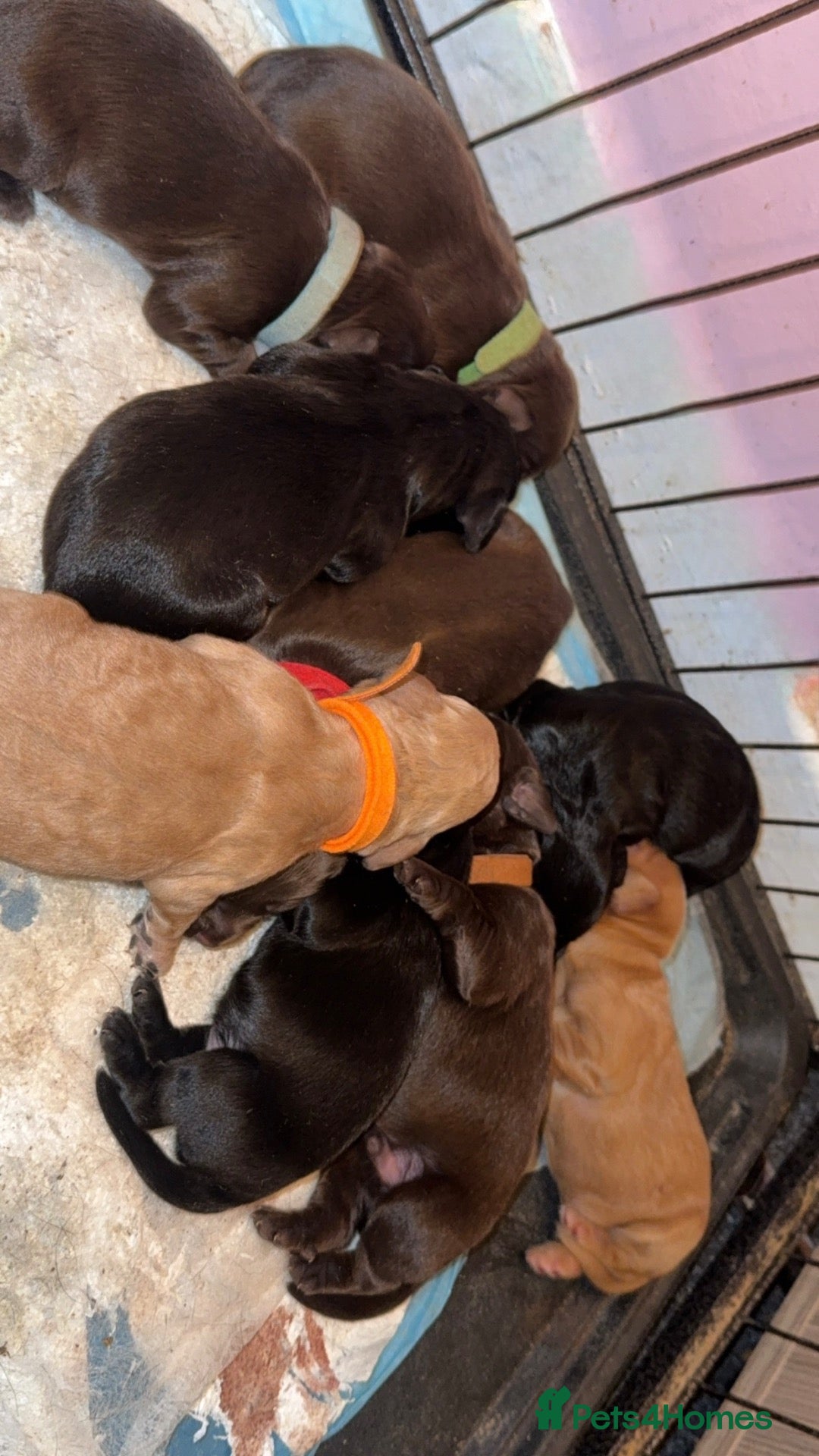 Cockapoo dogs Fat man eve pups cockerpoo pups - Advert 10
