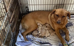 Labrador Retriever dogs for sale: KC Reg Labrador Puppy **LAST ONE ** - Image 10