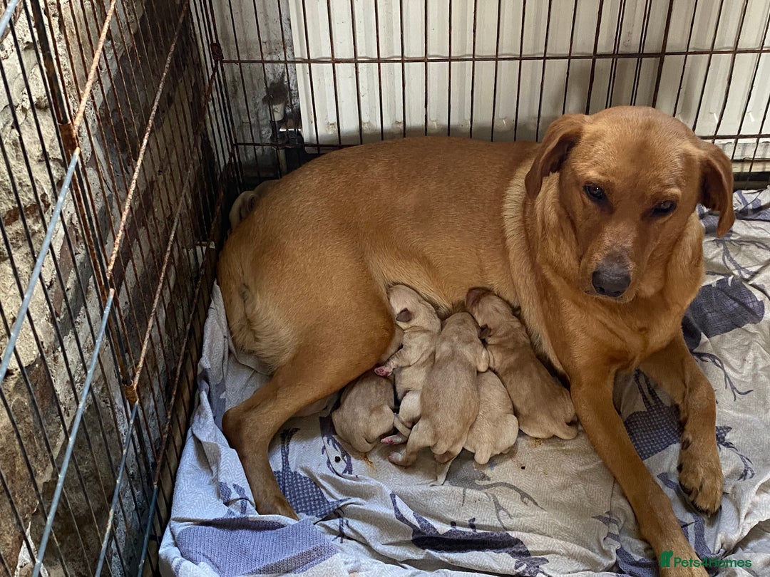 Labrador Retriever dogs for sale: KC Reg Labrador Puppy **LAST ONE ** - Image 10