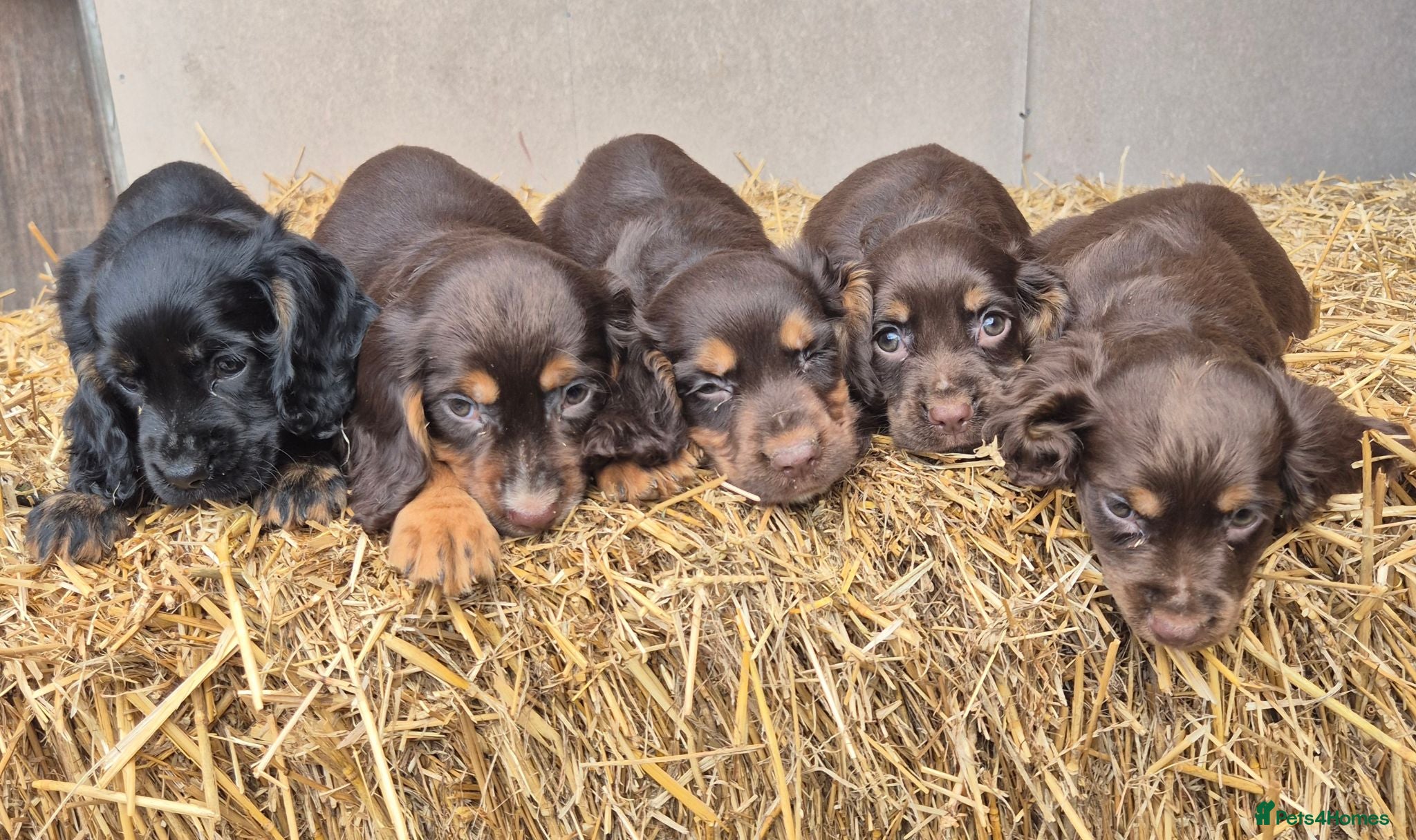 Cocker Spaniel dogs Kc reg cocker spaniel pups - Advert 2