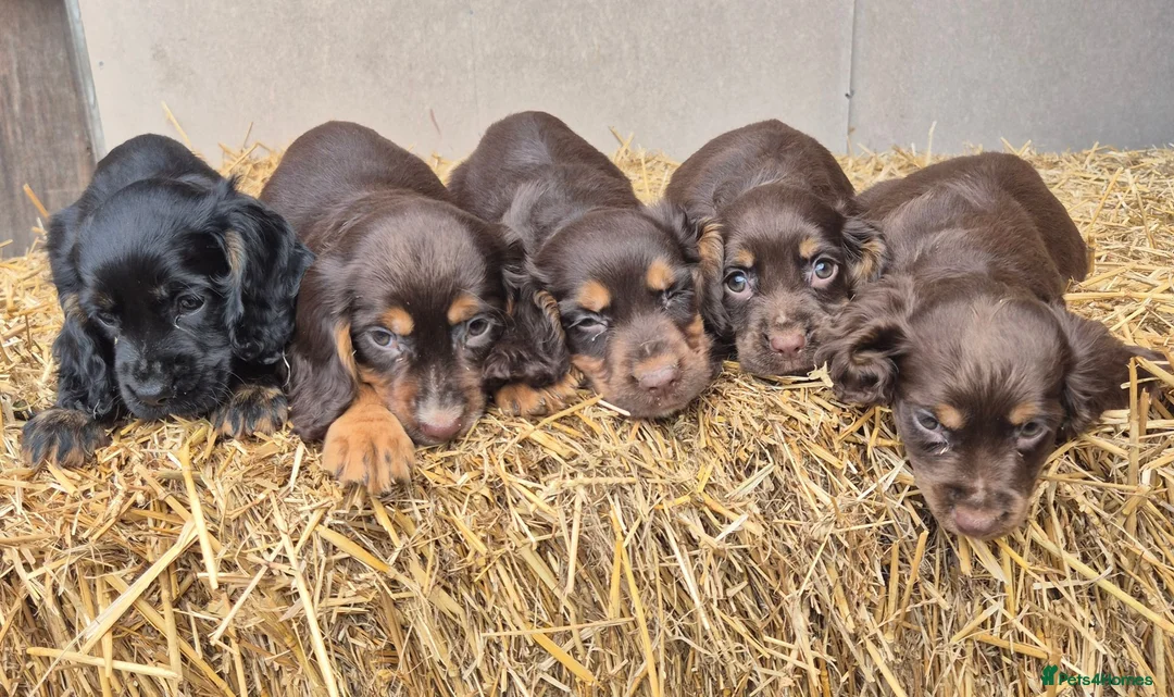 Cocker Spaniel dogs for sale: Kc reg cocker spaniel pups - Advert 2