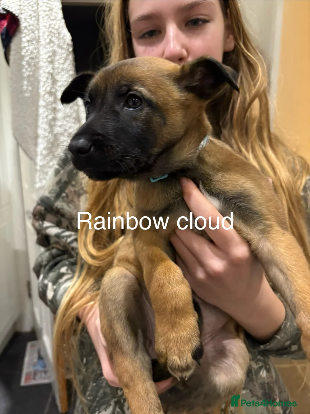 Belgian Shepherd Dog dogs for sale: Belgian Malinois Puppies - Advert 9