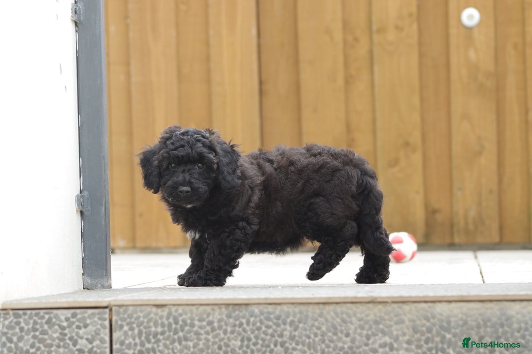 Poochon dogs for sale: F1 Poochon puppy for sale - Image 25