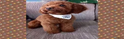 Cavapoo dogs for sale: F1 Red Cavapoo puppies ( health tested) - Advert 18
