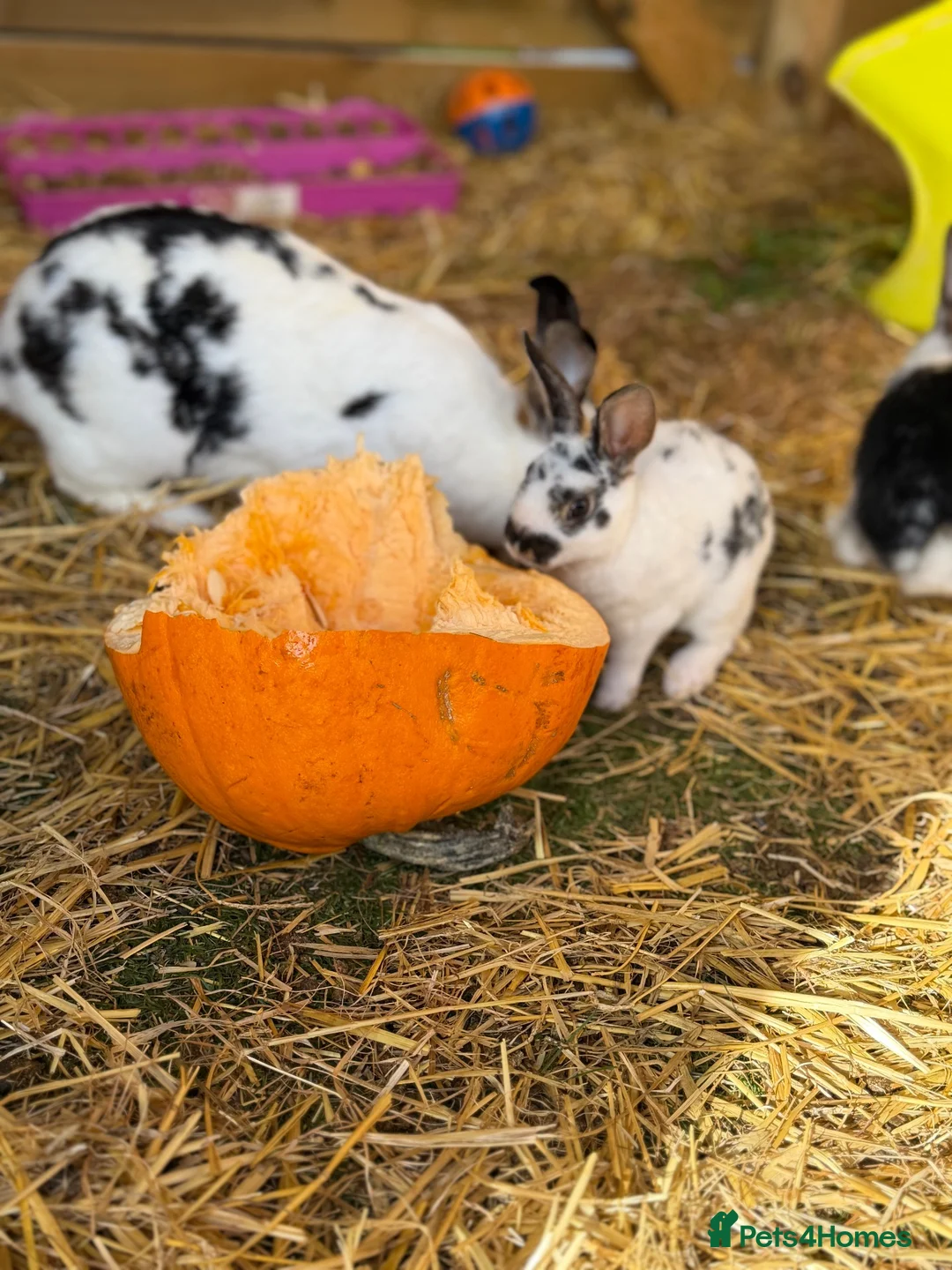 Mixed Breed rabbits for sale: Bunnies for sale in Fareham - Advert 1