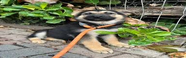 German Shepherd 5