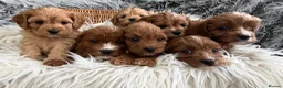 Cavapoo dogs for sale: EXCEPTIONAL EXTENSIVELY HEALTH TESTED CAVAPOOS  - Advert 9