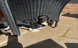 Dachshund dogs for sale: Tiny long haired piebald dachshunds for sale ! - Image 28
