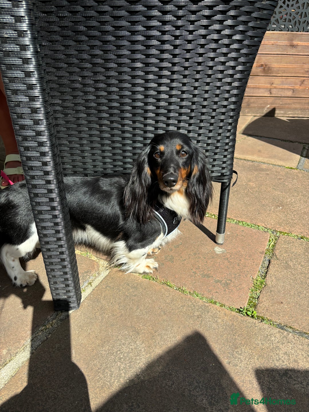 Dachshund dogs for sale: Tiny long haired piebald dachshunds for sale ! - Image 28