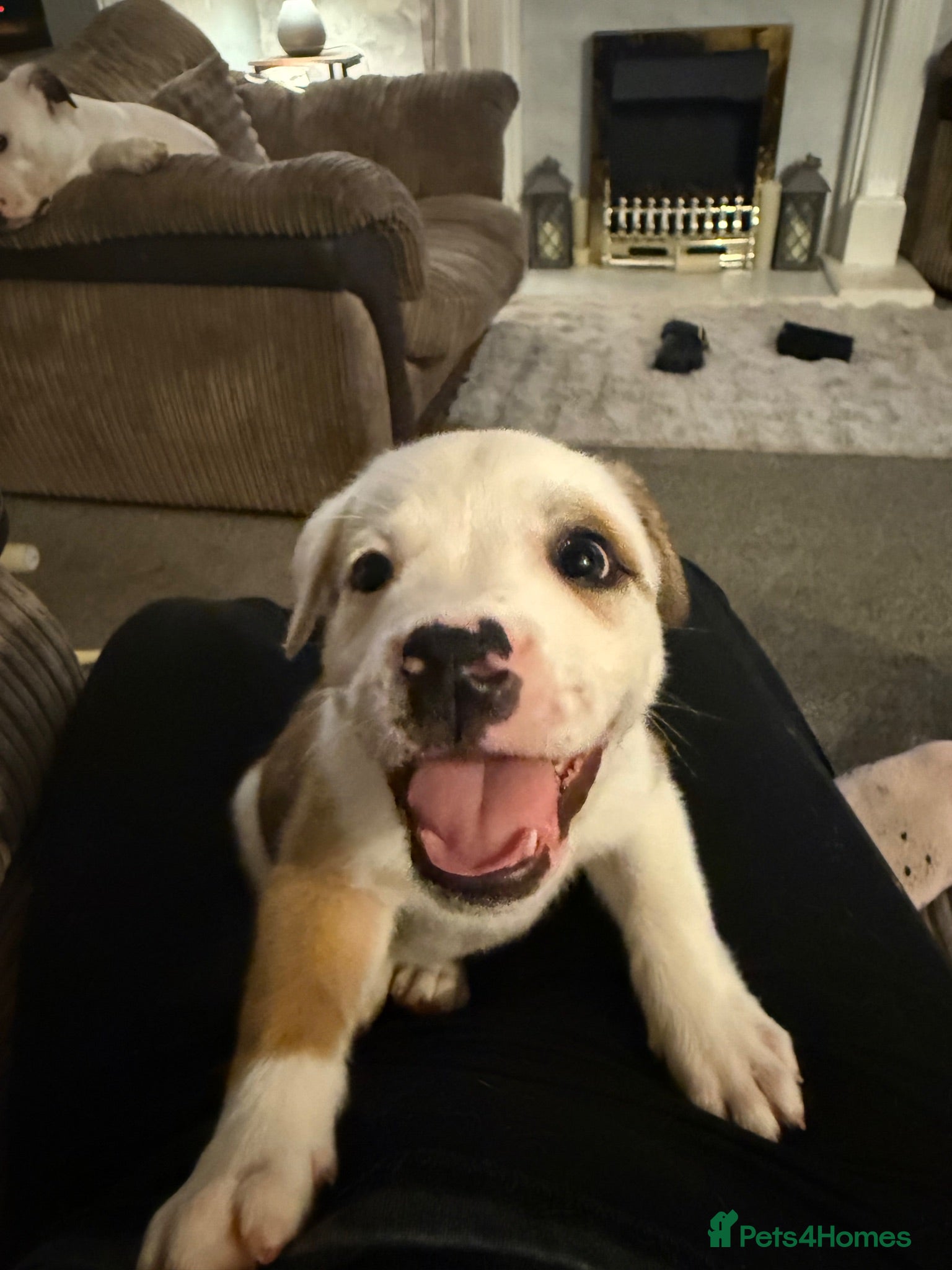 Mixed Breed dogs Old tyme American bullys - Advert 19