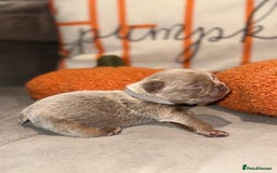 French Bulldog dogs for sale: 3 weeks old Fluffy french bulldog puppies - Image 12